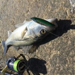 天神川河口調査