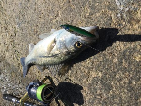 天神川河口調査