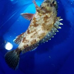 ガシラ釣り　～ポツポツ当たりが。～