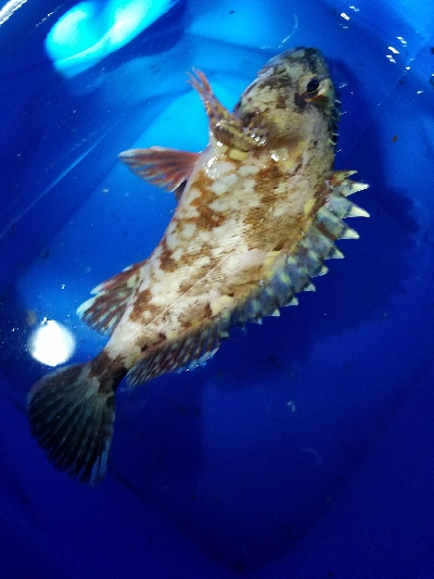 ガシラ釣り　～ポツポツ当たりが。～