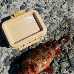 ガシラ釣り　～小さいのが多い～