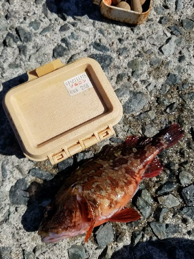 ガシラ釣り　～小さいのが多い～