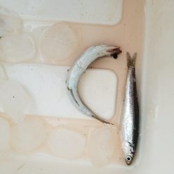 イワシ釣り　～天候急変！恐怖の体験～