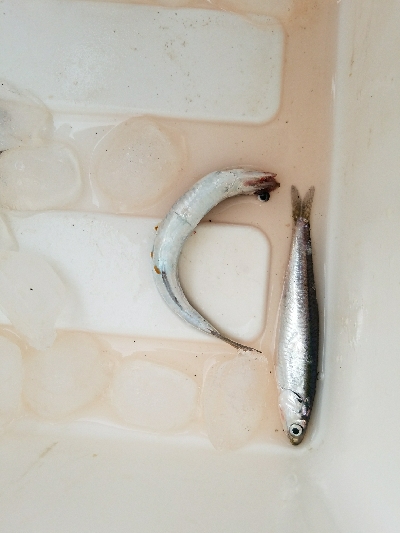 イワシ釣り　～天候急変！恐怖の体験～