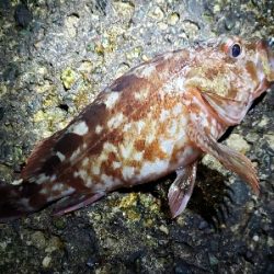 急激な気候変化