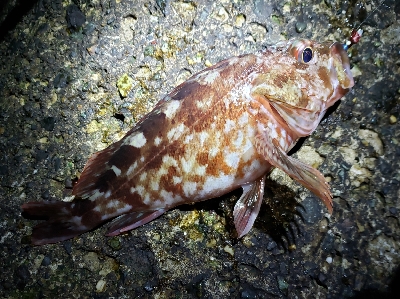 急激な気候変化