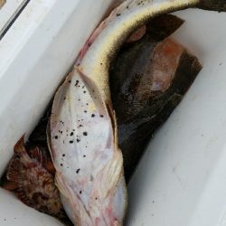 ヒラメ釣り ~マゴチ、59センチ~