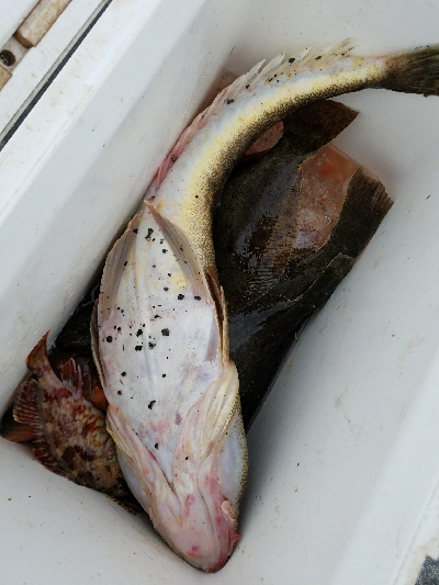 ヒラメ釣り ~マゴチ、59センチ~