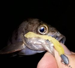 淡路島での用事を済ませて後・・・