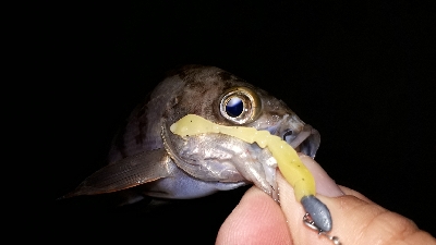 淡路島での用事を済ませて後・・・
