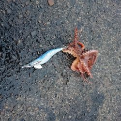 サビキからのエギング！