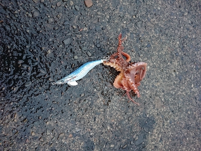 サビキからのエギング！