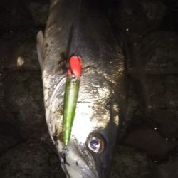 引き潮フィーバー