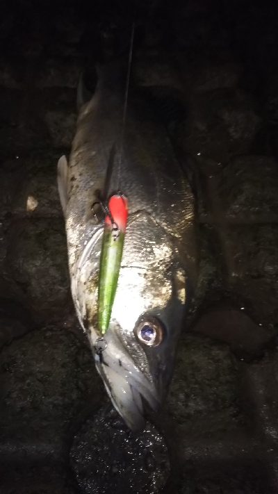 引き潮フィーバー