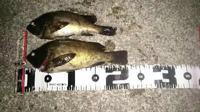 爆風メバリング