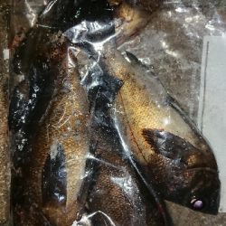 メバリング修行