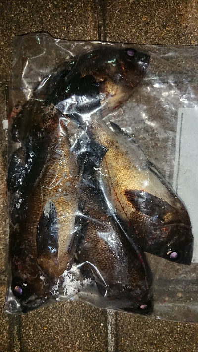 メバリング修行