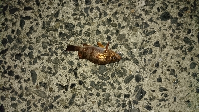 井口港メバリング