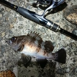 強風メバリング