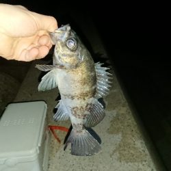 釣り部  釣行記  28