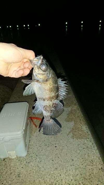 釣り部  釣行記  28