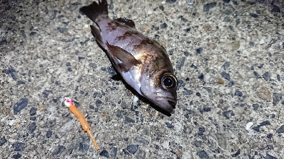 宇品島でメバリング！