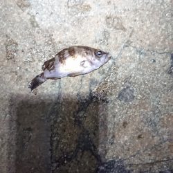 ジアイは一瞬！