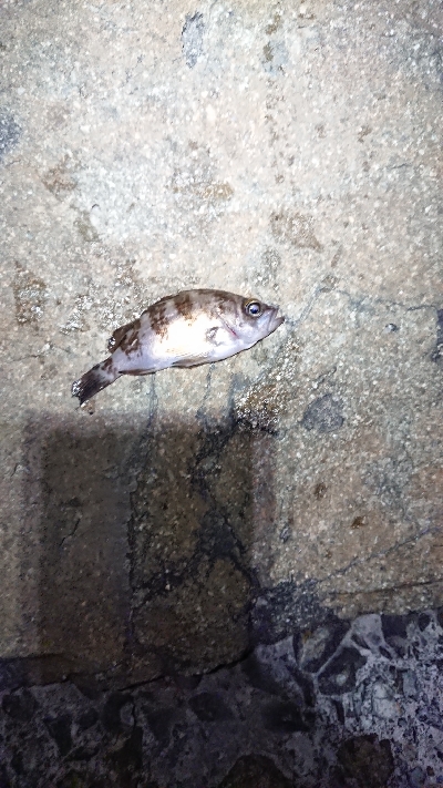 ジアイは一瞬！