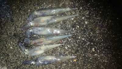 ヤリイカだぜヤリー