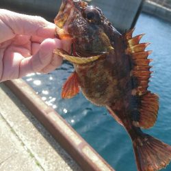 かなり久しぶりです。