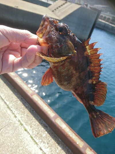 かなり久しぶりです。