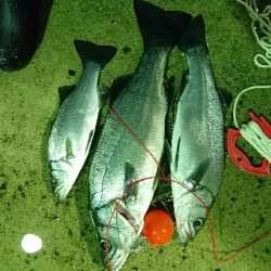 のっこみシーズン到来❗青物、ヒラスズキゲット