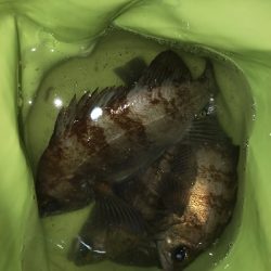 メバルプラッキング