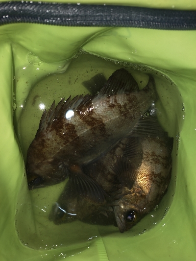 メバルプラッキング