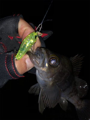 メバル…プラッキング…？