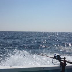 つりぴぃぽぉ釣果