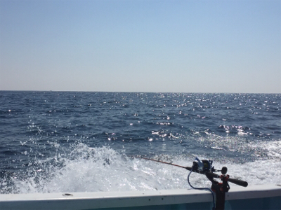 つりぴぃぽぉ釣果