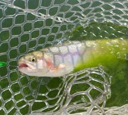 エリアトラウト