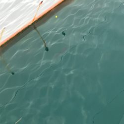 メバルを求めて③