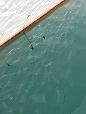 メバルを求めて③