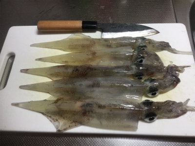 ササイカエギング