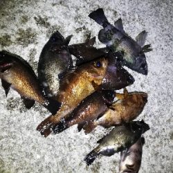 ボトムワインドでメバル爆釣