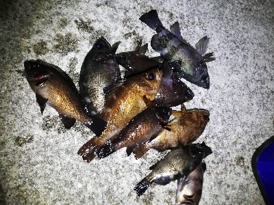 ボトムワインドでメバル爆釣