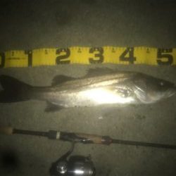 ドブ川ランカーシーバス!