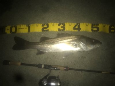 ドブ川ランカーシーバス!