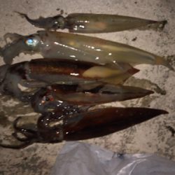 ヤリイカ釣り