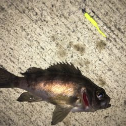 小雨メバリング