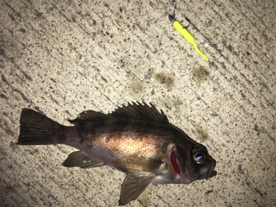 小雨メバリング