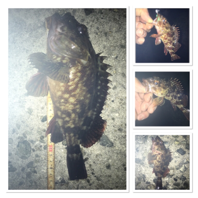 貝塚メバリング