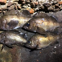 潮が動いてなかったけど何とか。